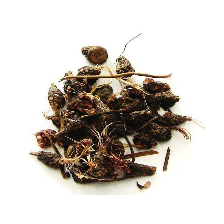 dandá da costa – plante 50gr