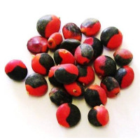 olho de cabra – sementes 50gr