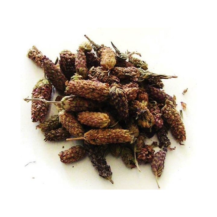 rosmaninho – planta 50gr