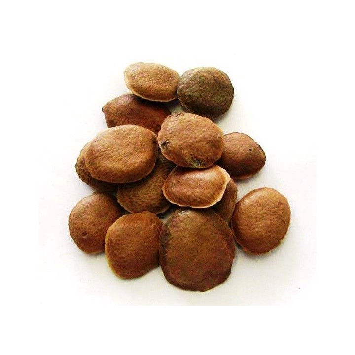 sucupira – graines 50gr