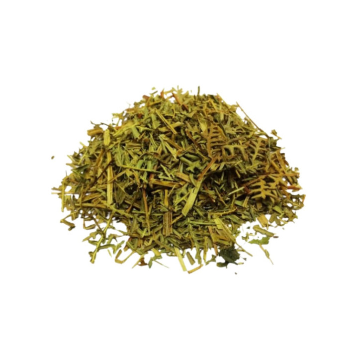 Samambaia - Planta 50Gr