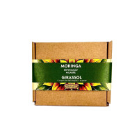 Moringa Defumação Girassol Chama Dinheiro